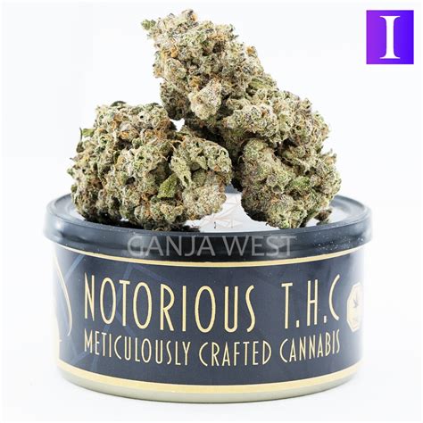 og pie breath strain|Notorious THC Craft